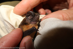 Mops brachypterus