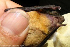 Mops brachypterus