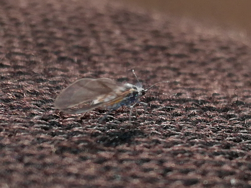 voškovité (Aphididae)