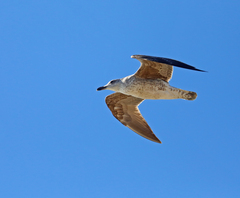 Larus fuscus