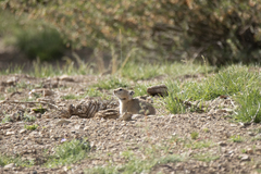 Ochotona dauurica