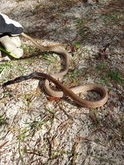 Masticophis flagellum flagellum