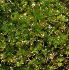 Syntrichia virescens