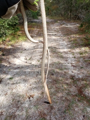 Masticophis flagellum flagellum