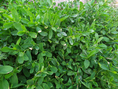 Polygonum aviculare