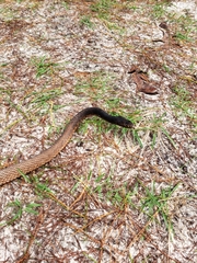 Masticophis flagellum flagellum
