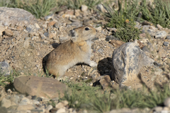 Ochotona dauurica