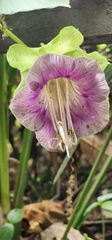 Cobaea scandens