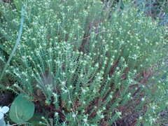 Helichrysum asperum