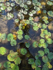 Nymphaea mexicana