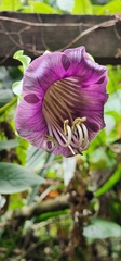 Cobaea scandens