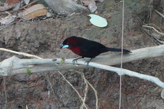 Ramphocelus carbo