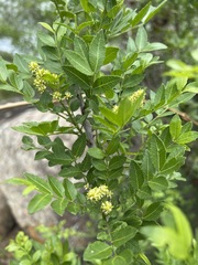 Zanthoxylum capense