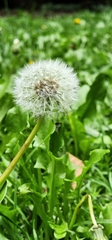 Taraxacum erythrospermum
