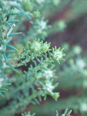 Helichrysum asperum
