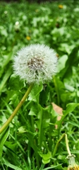 Taraxacum erythrospermum