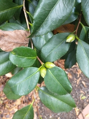 Camellia sasanqua