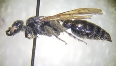 Tiphioidea