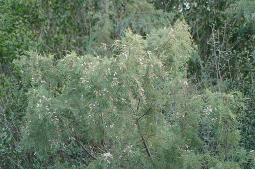 Hampe’s tamarisk (Tamarix hampeana)