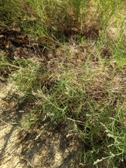 Muhlenbergia