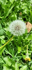 Taraxacum erythrospermum