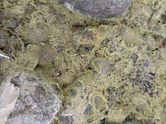 Bacidia schweinitzii