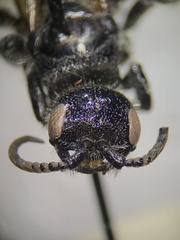 Tiphioidea