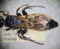 Tiphioidea