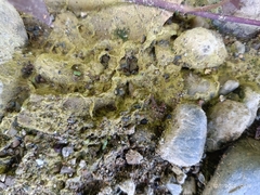 Bacidia schweinitzii