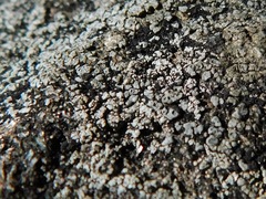 Circinaria caesiocinerea