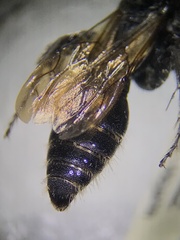 Tiphioidea
