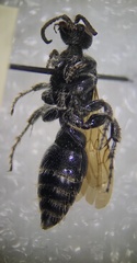 Tiphioidea