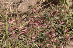 Lopezia racemosa