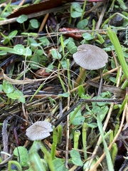Mycena robusta