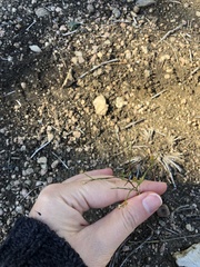 Hypericum gentianoides