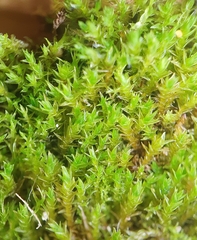 Vinealobryum nicholsonii
