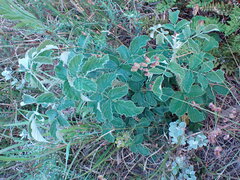 Rubus rigidus