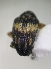 Nanophyes marmoratus