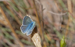 Polyommatus dorylas