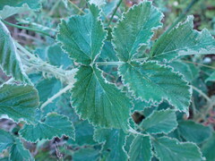 Rubus rigidus