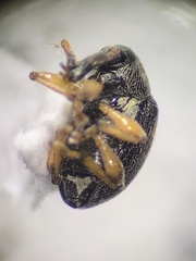 Nanophyes marmoratus