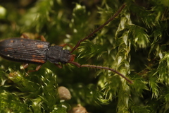 Uleiota planata