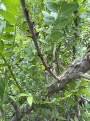 Zanthoxylum capense