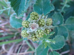 Rubus rigidus