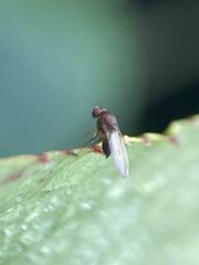 Drosophila