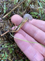 Mycena robusta