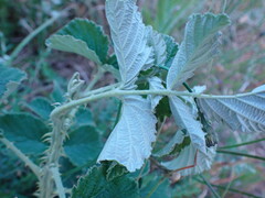 Rubus rigidus
