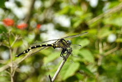 Macrogomphus annulatus