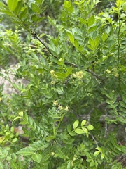 Zanthoxylum capense
