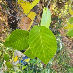 Ulmus pumila